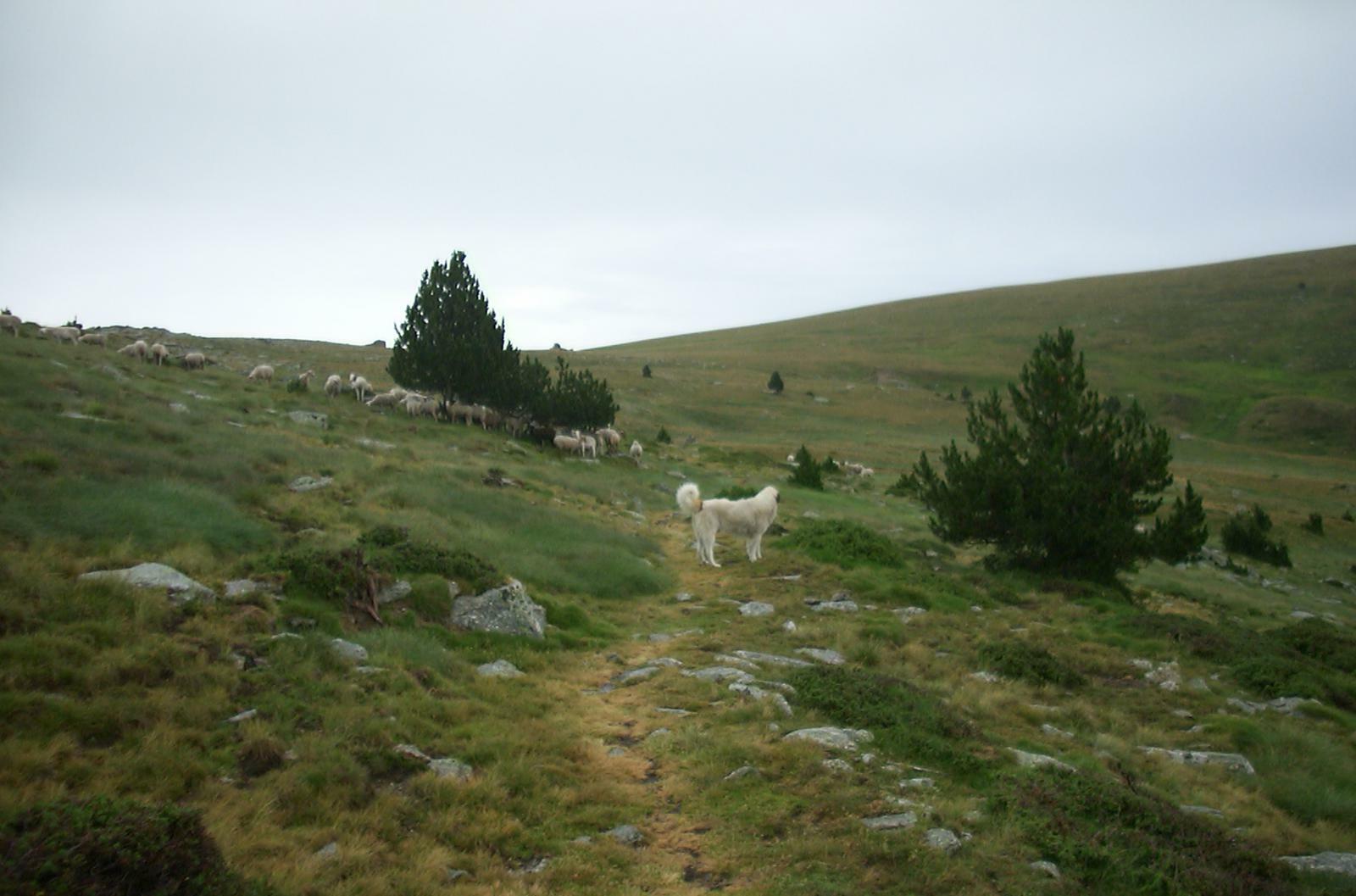 Ein Pyrenen Hirtenhund bewacht seine Schafherde 