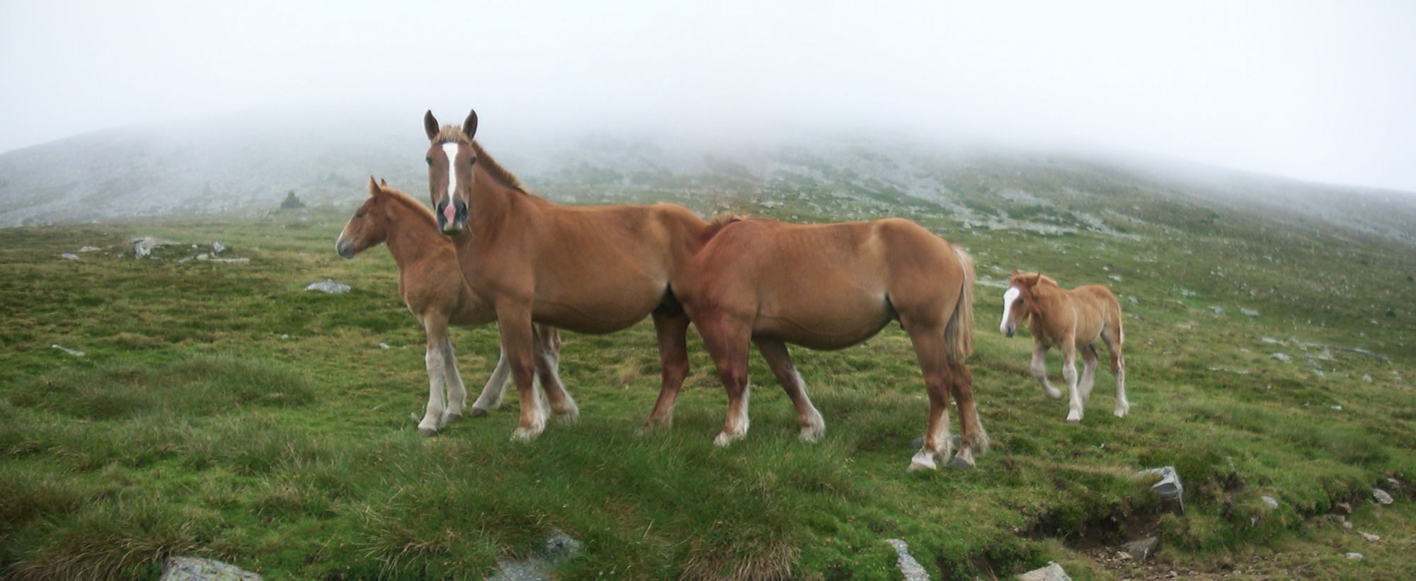 Halbwilde Pferde in den Pyrenen