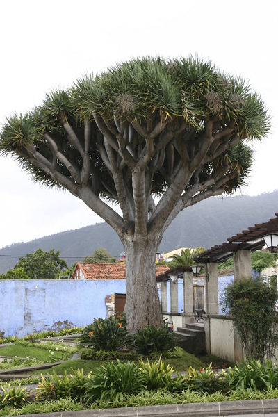 Drachenbaum in La Orotava