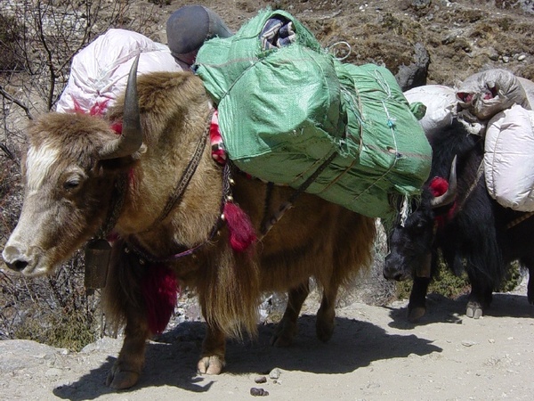 Yaks auf dem weg nach Tibet